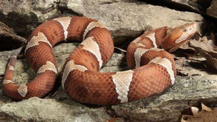 Copperhead (BREC's Fauna Conservation Park Guide) &middot; NaturaLista Mexico