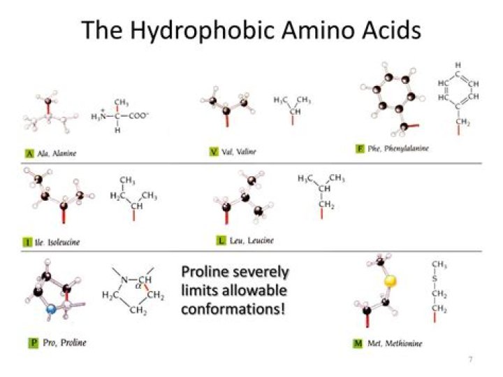 Do hydrophobic amino acids hydrogen bond publishingnaxre