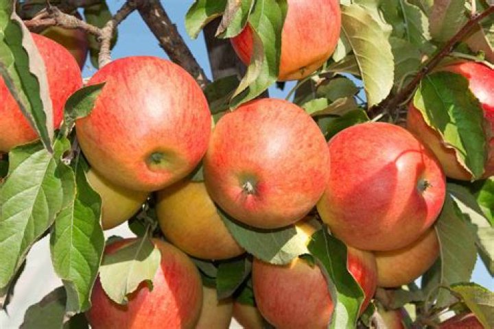 Fruit Trees Home Gardening Apple, Cherry, Pear, Plum All Fruit Tree