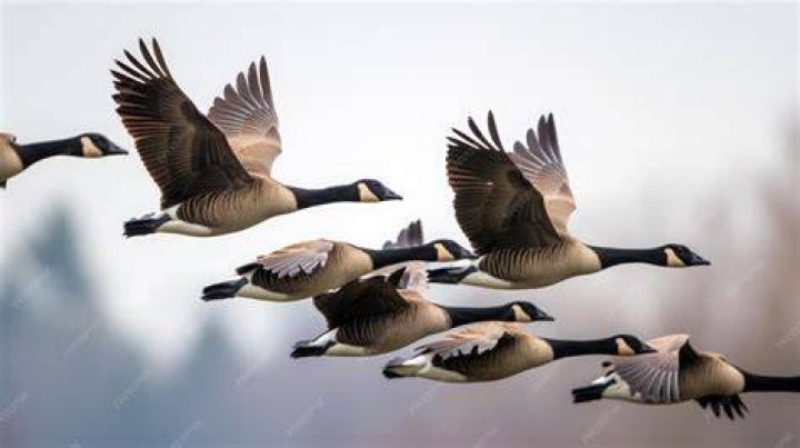 Geese Flying in the Sky Picture Free Photograph Photos Public Domain