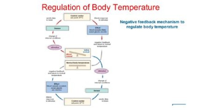 How is body temperature regulation in reptiles? DIY Seattle