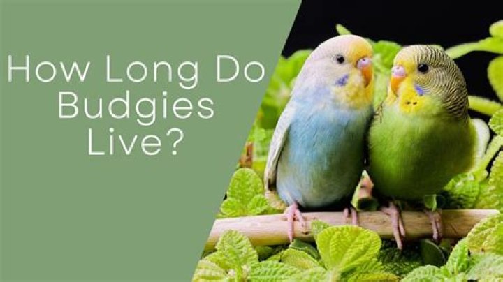 How Long Do Budgies Live? (Budgerigar Lifespan) Birdfact