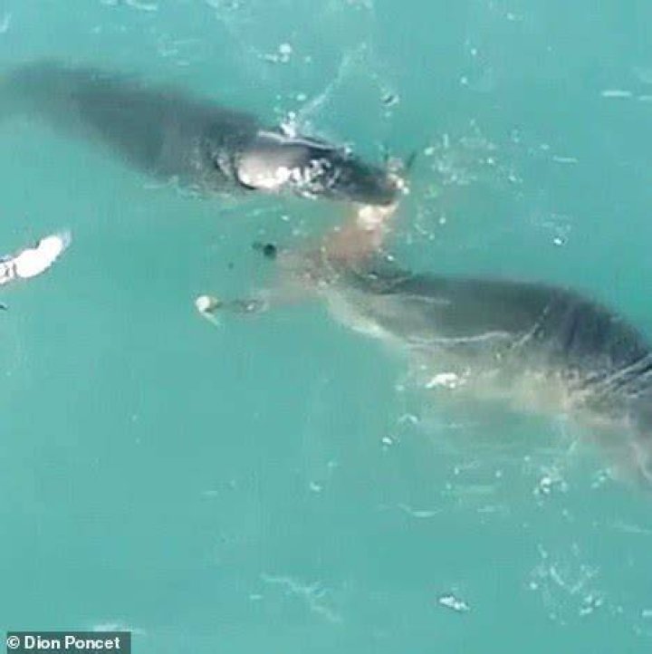 Leopard seals filmed sharing food for the first time