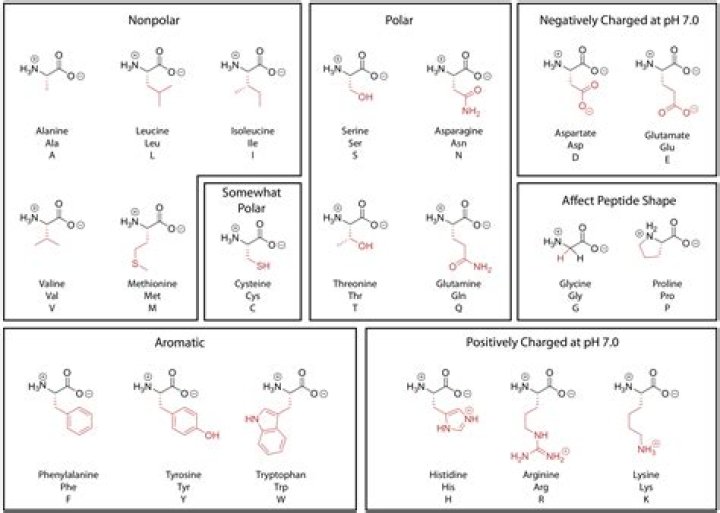 Polar Amino Acids Chart
