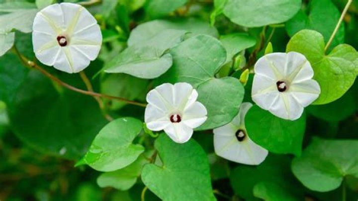 Scott Ritter's Age: A Comprehensive Guide