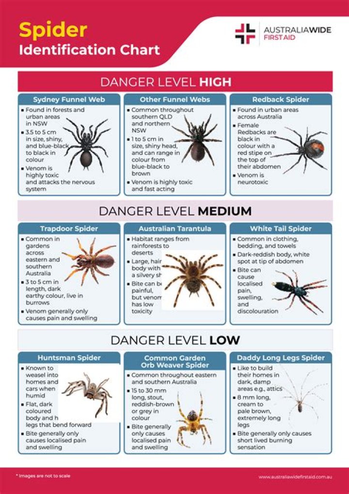 Wolf Spider ID what type of wolf spiders are these? r/spiders